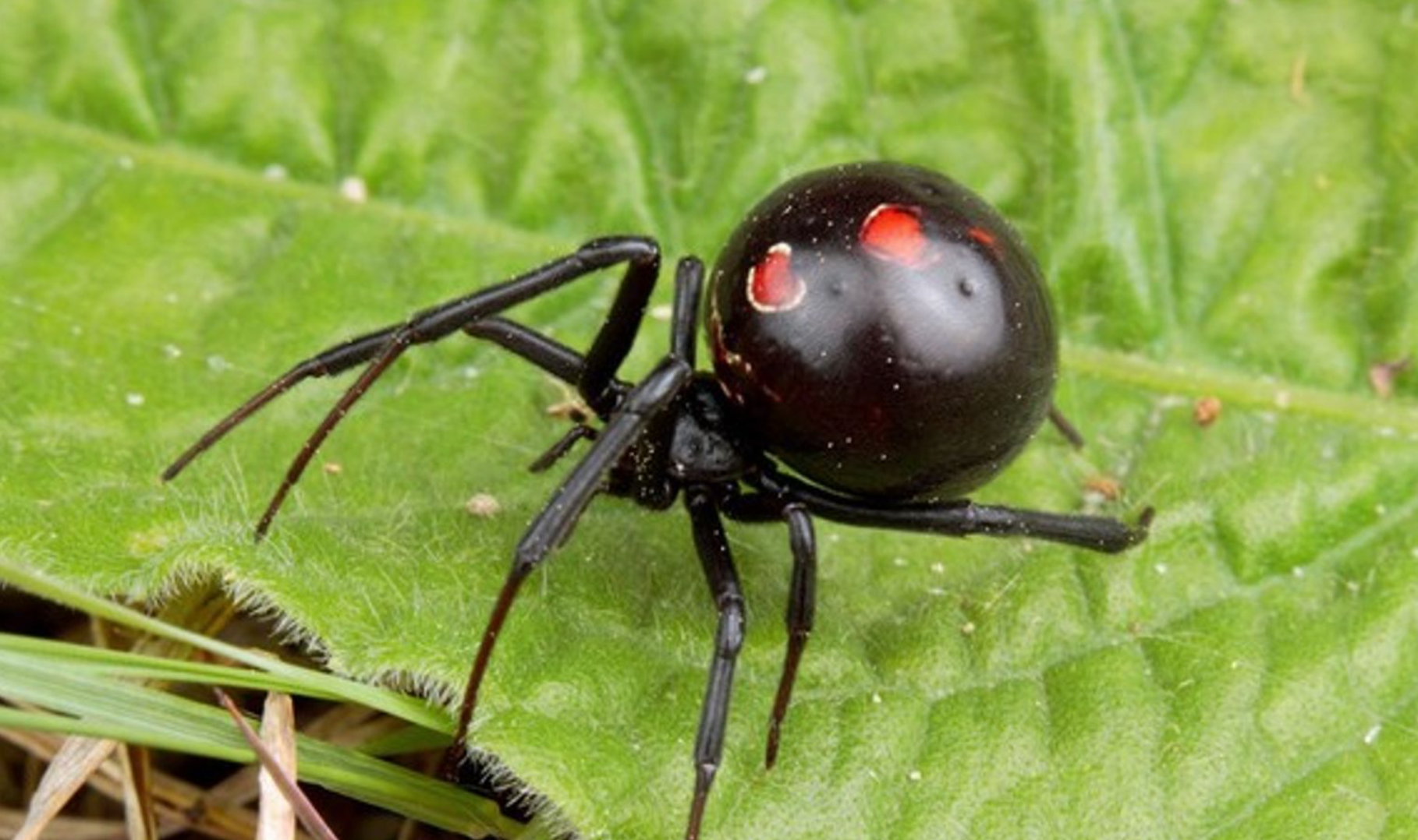 Alertan por presencia de arañas “Viuda Negra” en Yucatán